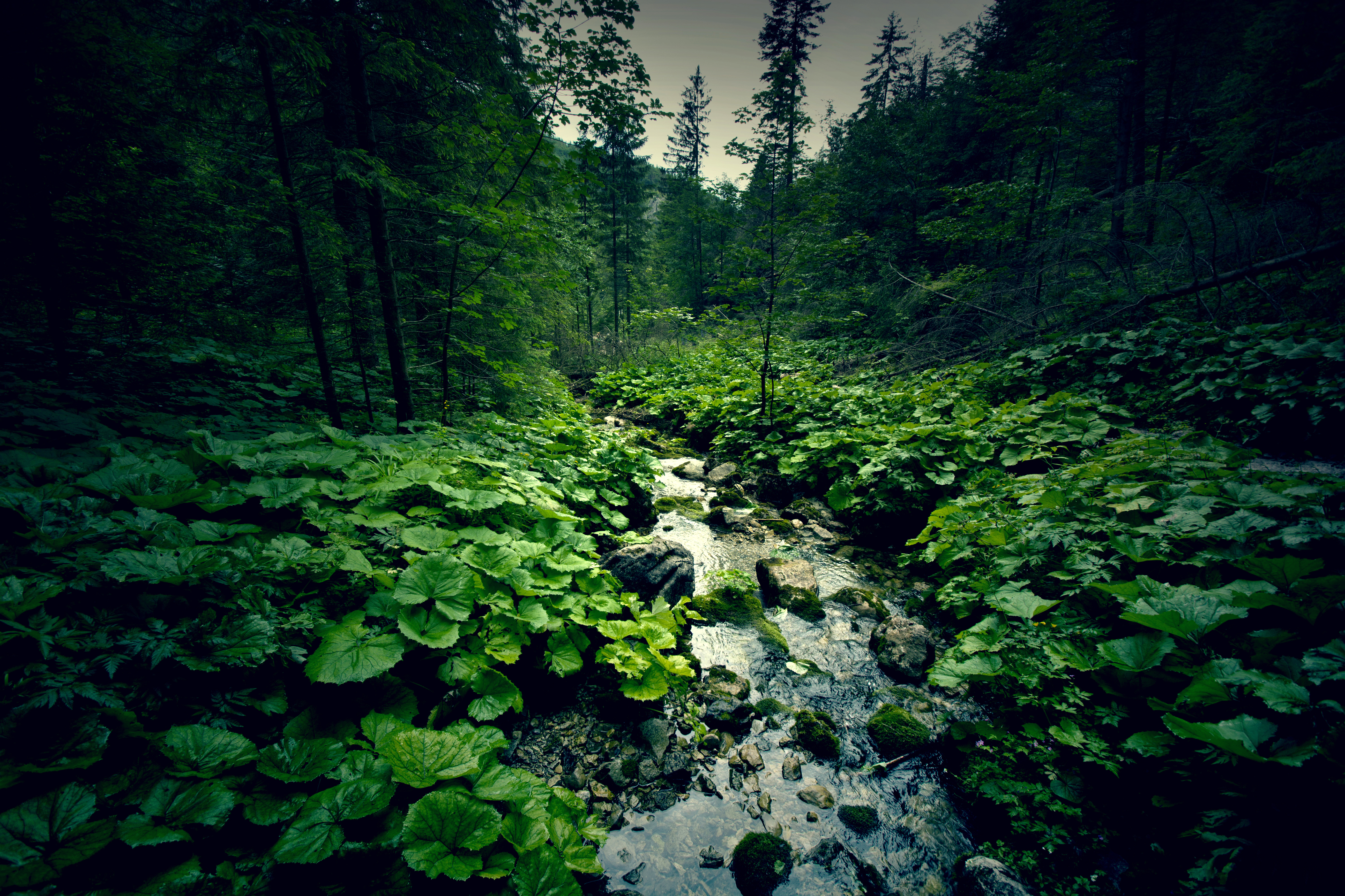 Forest